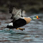 Eider à tête grise