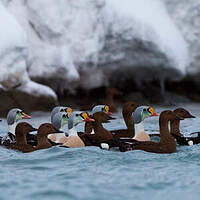 Eider à tête grise