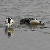 Eider de Steller