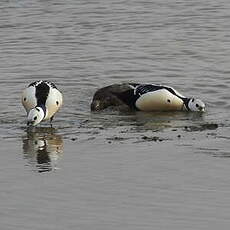 Eider de Steller