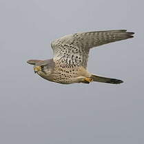 Faucon crécerelle