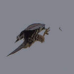 Eurasian Hobby