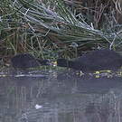 Foulque ardoisée