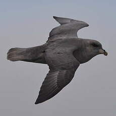 Fulmar boréal