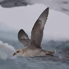 Fulmar boréal