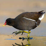 Gallinule poule-d'eau