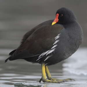 Gallinule poule-d'eau