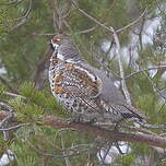 Gélinotte des bois