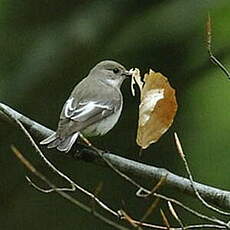 Gobemouche noir