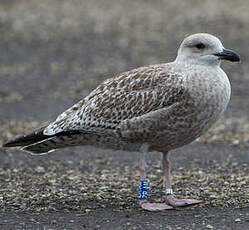 Goéland argenté