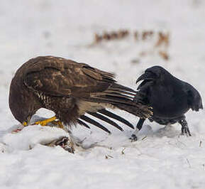 Grand Corbeau – Oiseau du Parc Naturel Régional du Luberon