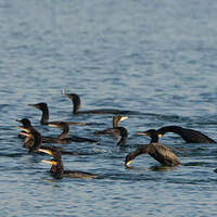 Grand Cormoran