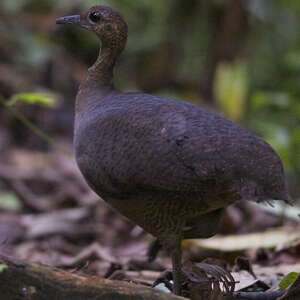 Grand Tinamou