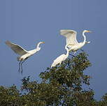 Grande Aigrette