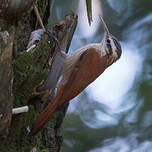 Grimpar à bec étroit