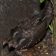 Steatornithiformes