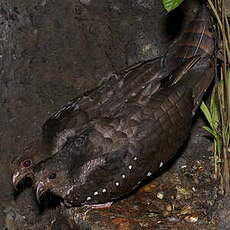 Guacharo des cavernes