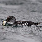 Guillemot à miroir