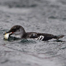 Guillemot à miroir