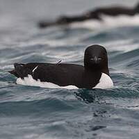 Guillemot de Brünnich