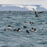 Guillemot de Brünnich