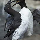 Guillemot de Troïl