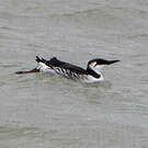 Guillemot de Troïl
