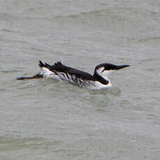 Guillemot de Troïl