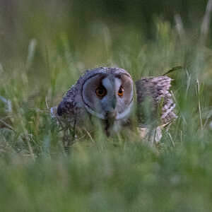 Hibou moyen-duc