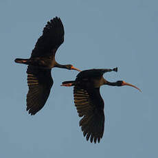 Ibis à face nue