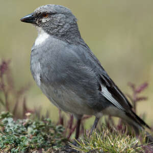 Idiopsar leucoptère