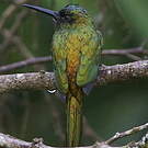 Jacamar à couronne bleue