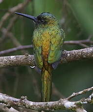 Jacamar à couronne bleue