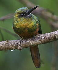 Jacamar à couronne bleue