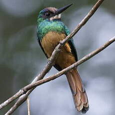 Jacamar à menton blanc