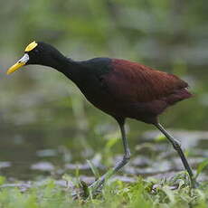 Jacana du Mexique