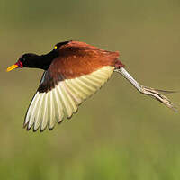 Jacana noir