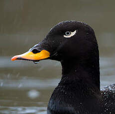 Macreuse brune