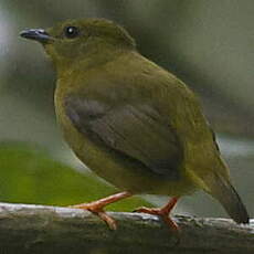 Manakin à col orange