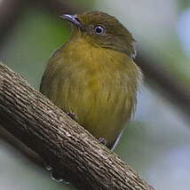 Manakin à queue barrée