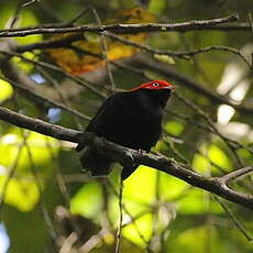 Manakin à queue ronde