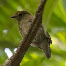 Manakin des yungas