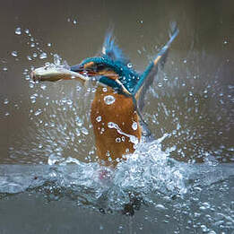 Martin-pêcheur d'Europe