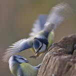 Mésange bleue