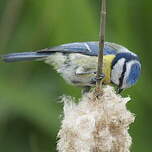 Mésange bleue