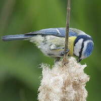 Mésange bleue