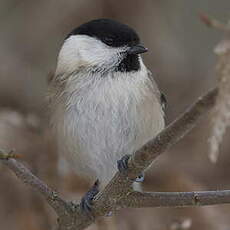 Mésange boréale