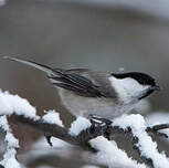 Mésange boréale