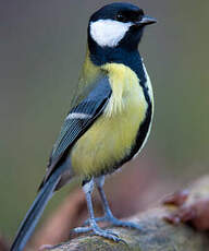 Mésange charbonnière