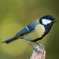 Mésange charbonnière